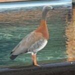 Profile photo of Ernie